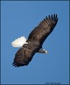 _1SB7568 american bald eagle